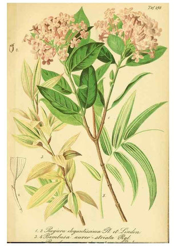 Reproducción/Reproduction 49691710671: Gartenflora.. Erlangen :F. Enke,1852-1940.. 