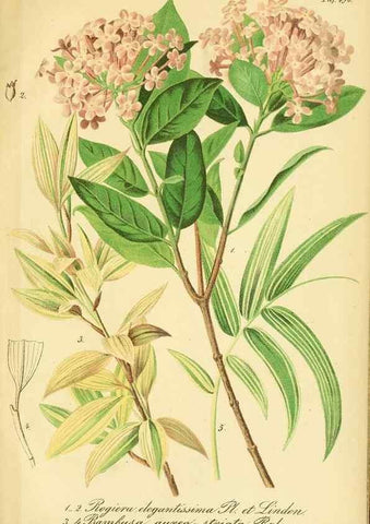 Reproducción/Reproduction 49691710671: Gartenflora.. Erlangen :F. Enke,1852-1940.. 