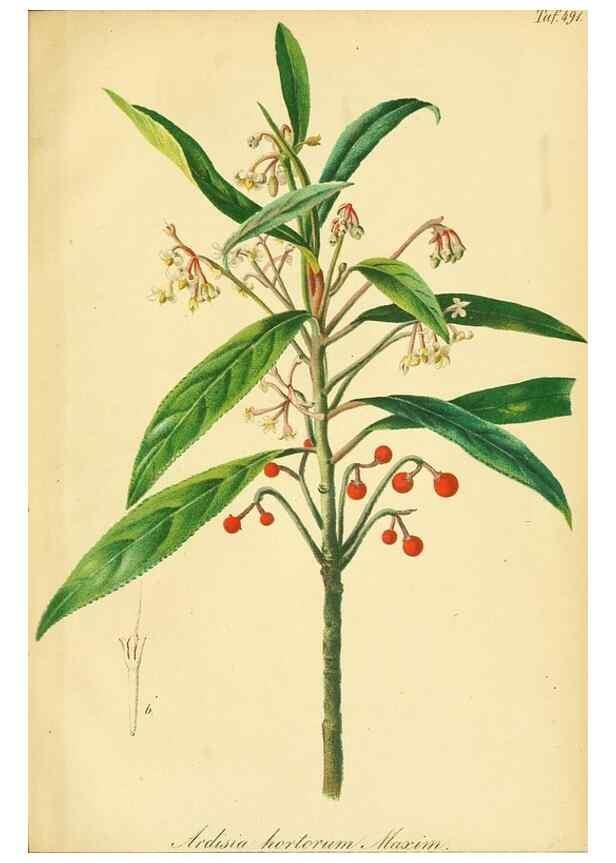 Reproducción/Reproduction 49691172548: Gartenflora.. Erlangen :F. Enke,1852-1940.. 