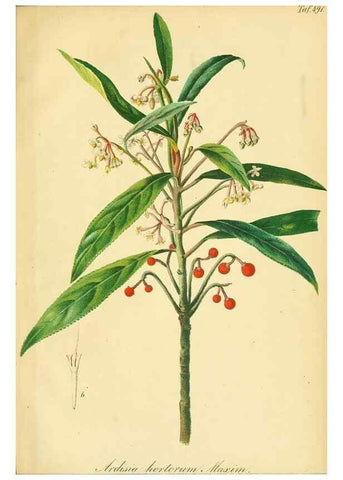 Reproducción/Reproduction 49691172548: Gartenflora.. Erlangen :F. Enke,1852-1940.. 