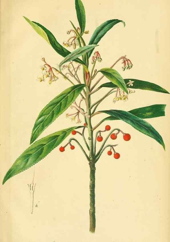 Reproducción/Reproduction 49691172548: Gartenflora.. Erlangen :F. Enke,1852-1940.. 