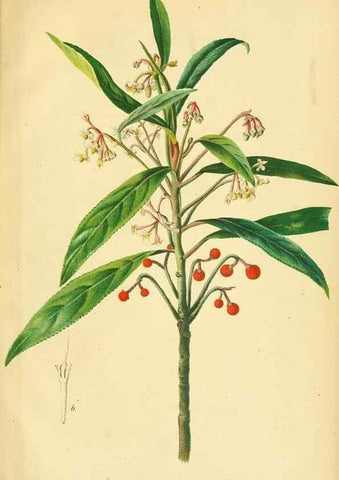 Reproducción/Reproduction 49691172548: Gartenflora.. Erlangen :F. Enke,1852-1940.. 