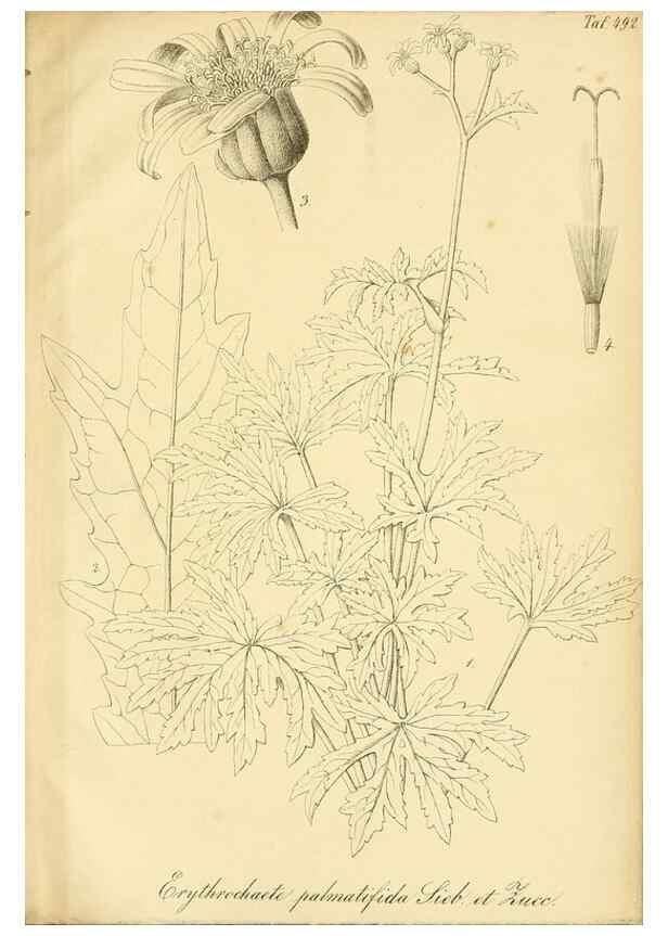 Reproducción/Reproduction 49692016612: Gartenflora.. Erlangen :F. Enke,1852-1940.. 