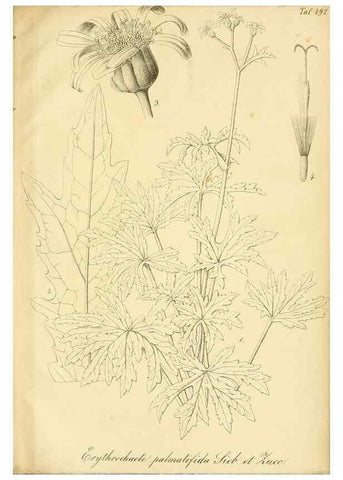 Reproducción/Reproduction 49692016612: Gartenflora.. Erlangen :F. Enke,1852-1940.. 