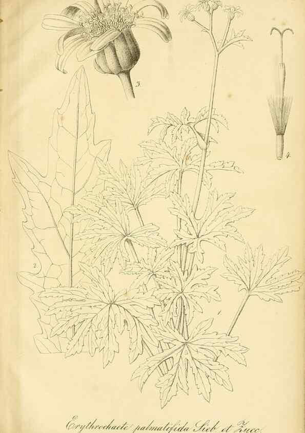 Reproducción/Reproduction 49692016612: Gartenflora.. Erlangen :F. Enke,1852-1940.. 