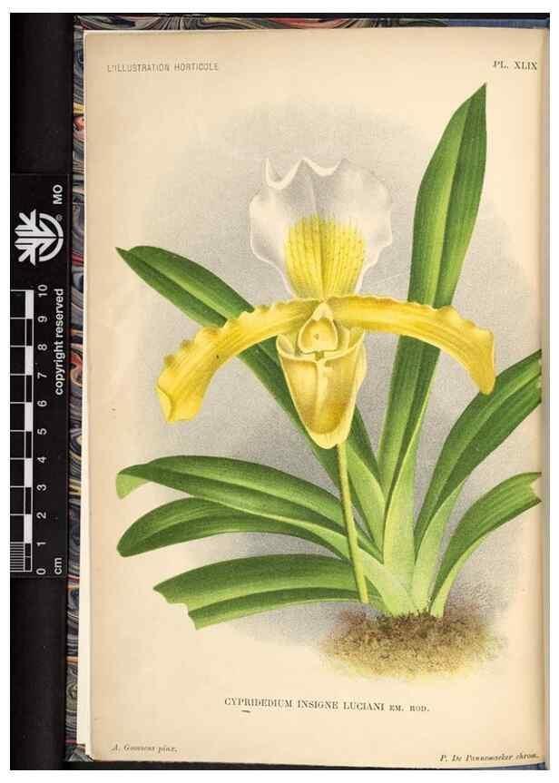 Reproducción/Reproduction 49692563352: L'Illustration horticole :. Gand, Belgium :Imprimerie et lithographie de F. et E. Gyselnyck,1854-1896.. 