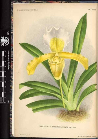 Reproducción/Reproduction 49692563352: L'Illustration horticole :. Gand, Belgium :Imprimerie et lithographie de F. et E. Gyselnyck,1854-1896.. 