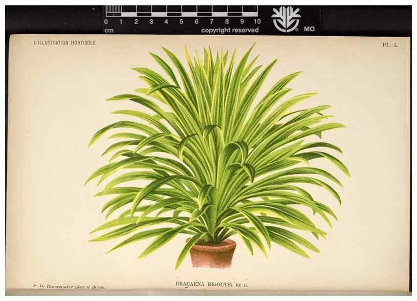 Reproducción/Reproduction 49692261476: L'Illustration horticole :. Gand, Belgium :Imprimerie et lithographie de F. et E. Gyselnyck,1854-1896.. 