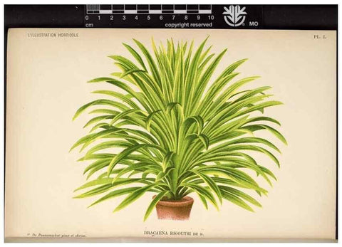 Reproducción/Reproduction 49692261476: L'Illustration horticole :. Gand, Belgium :Imprimerie et lithographie de F. et E. Gyselnyck,1854-1896.. 