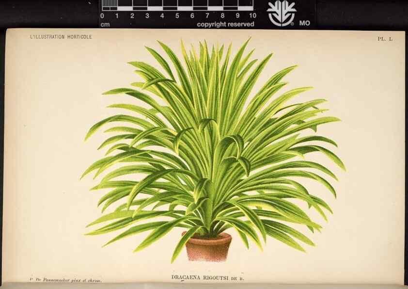 Reproducción/Reproduction 49692261476: L'Illustration horticole :. Gand, Belgium :Imprimerie et lithographie de F. et E. Gyselnyck,1854-1896.. 