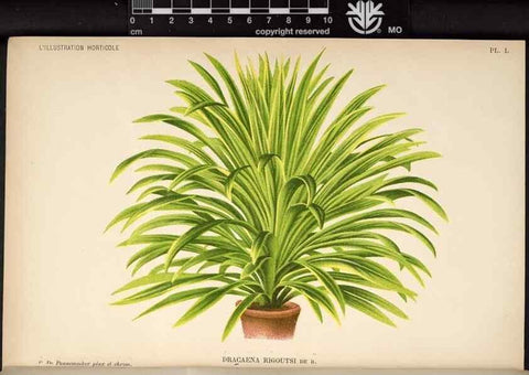 Reproducción/Reproduction 49692261476: L'Illustration horticole :. Gand, Belgium :Imprimerie et lithographie de F. et E. Gyselnyck,1854-1896.. 