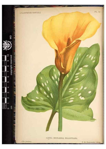 Reproducción/Reproduction 49692261636: L'Illustration horticole :. Gand, Belgium :Imprimerie et lithographie de F. et E. Gyselnyck,1854-1896.. 