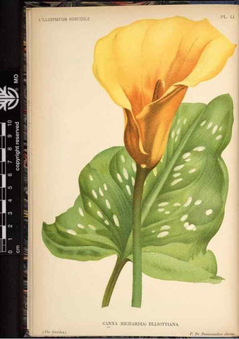 Reproducción/Reproduction 49692261636: L'Illustration horticole :. Gand, Belgium :Imprimerie et lithographie de F. et E. Gyselnyck,1854-1896.. 