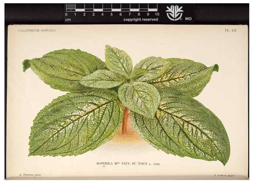 Reproducción/Reproduction 49692563887: L'Illustration horticole :. Gand, Belgium :Imprimerie et lithographie de F. et E. Gyselnyck,1854-1896.. 