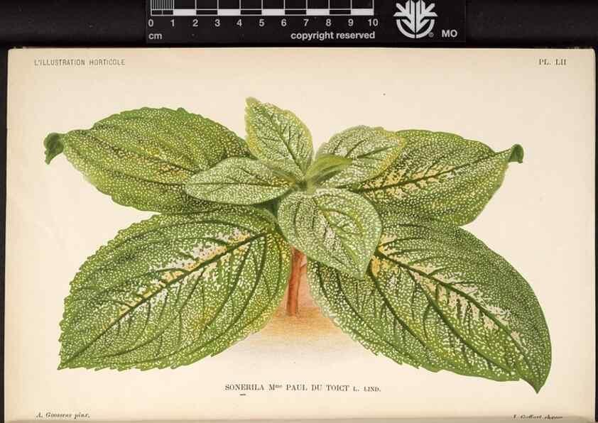 Reproducción/Reproduction 49692563887: L'Illustration horticole :. Gand, Belgium :Imprimerie et lithographie de F. et E. Gyselnyck,1854-1896.. 