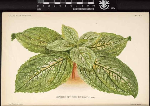 Reproducción/Reproduction 49692563887: L'Illustration horticole :. Gand, Belgium :Imprimerie et lithographie de F. et E. Gyselnyck,1854-1896.. 