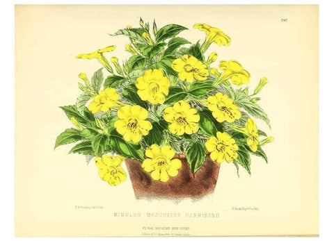 Reproducción/Reproduction 49693637263: The floral magazine;. London,L. Reeve & Co.. 