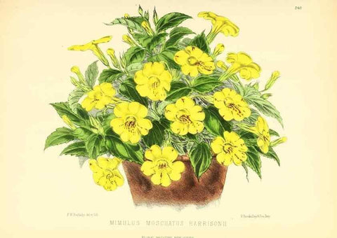 Reproducción/Reproduction 49693637263: The floral magazine;. London,L. Reeve & Co.. 