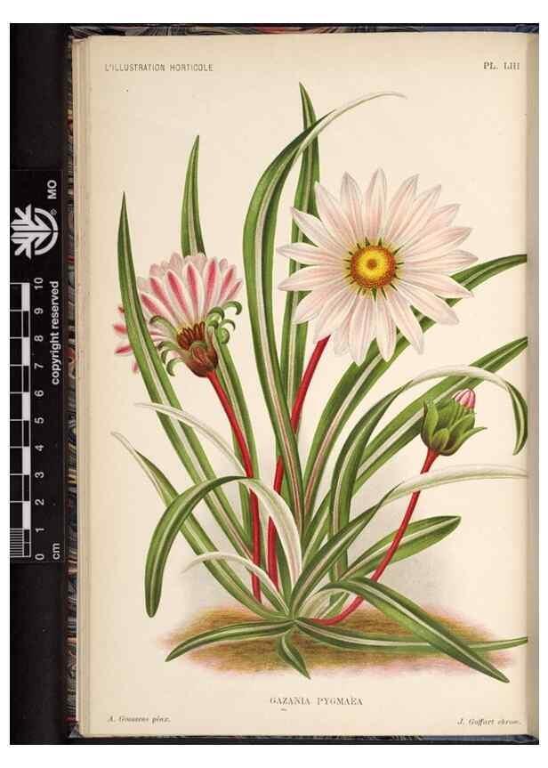 Reproducción/Reproduction 49691721348: L'Illustration horticole :. Gand, Belgium :Imprimerie et lithographie de F. et E. Gyselnyck,1854-1896.. 