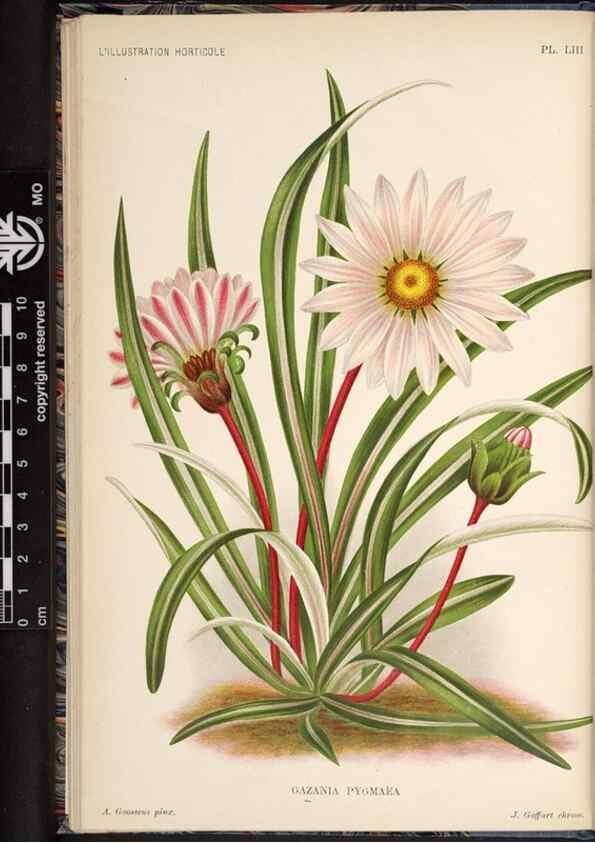 Reproducción/Reproduction 49691721348: L'Illustration horticole :. Gand, Belgium :Imprimerie et lithographie de F. et E. Gyselnyck,1854-1896.. 