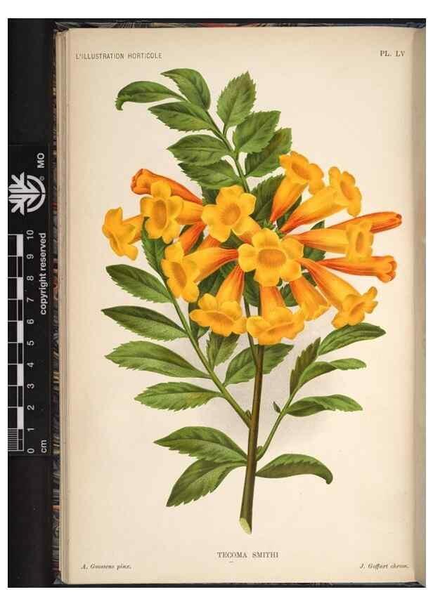 Reproducción/Reproduction 49692262356: L'Illustration horticole :. Gand, Belgium :Imprimerie et lithographie de F. et E. Gyselnyck,1854-1896.. 