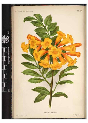 Reproducción/Reproduction 49692262356: L'Illustration horticole :. Gand, Belgium :Imprimerie et lithographie de F. et E. Gyselnyck,1854-1896.. 