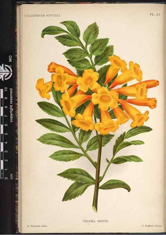Reproducción/Reproduction 49692262356: L'Illustration horticole :. Gand, Belgium :Imprimerie et lithographie de F. et E. Gyselnyck,1854-1896.. 