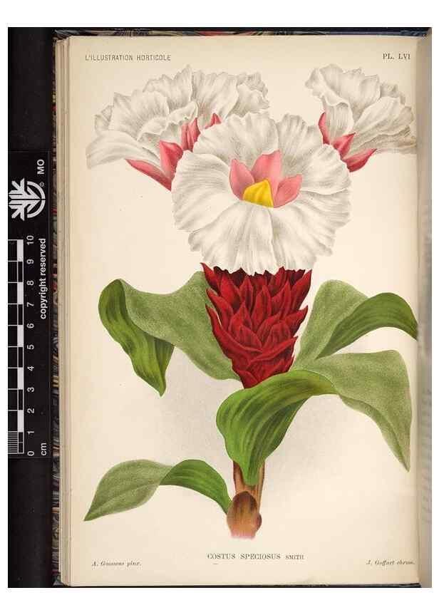 Reproducción/Reproduction 49691721808: L'Illustration horticole :. Gand, Belgium :Imprimerie et lithographie de F. et E. Gyselnyck,1854-1896.. 