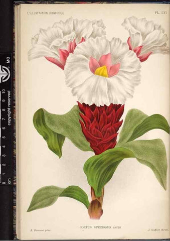 Reproducción/Reproduction 49691721808: L'Illustration horticole :. Gand, Belgium :Imprimerie et lithographie de F. et E. Gyselnyck,1854-1896.. 