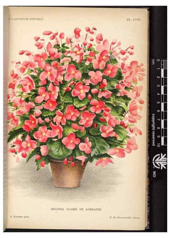 Reproducción/Reproduction 49692564922: L'Illustration horticole :. Gand, Belgium :Imprimerie et lithographie de F. et E. Gyselnyck,1854-1896.. 