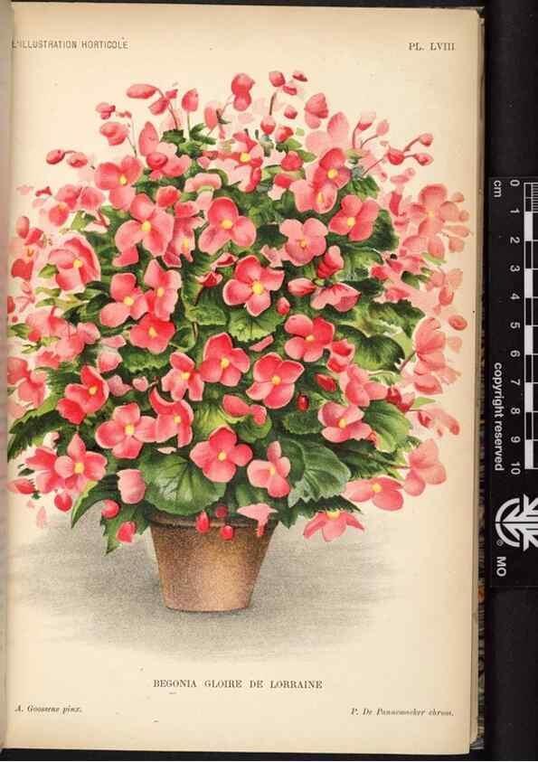 Reproducción/Reproduction 49692564922: L'Illustration horticole :. Gand, Belgium :Imprimerie et lithographie de F. et E. Gyselnyck,1854-1896.. 
