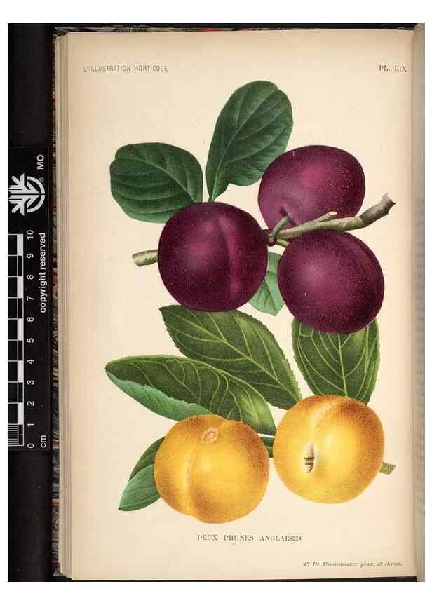 Reproducción/Reproduction 49692262896: L'Illustration horticole :. Gand, Belgium :Imprimerie et lithographie de F. et E. Gyselnyck,1854-1896.. 