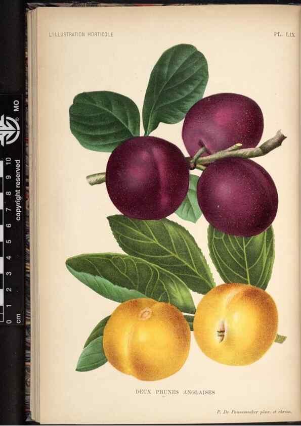 Reproducción/Reproduction 49692262896: L'Illustration horticole :. Gand, Belgium :Imprimerie et lithographie de F. et E. Gyselnyck,1854-1896.. 