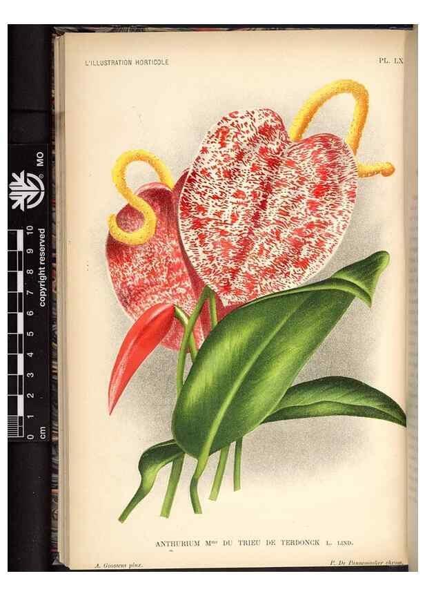 Reproducción/Reproduction 49692565252: L'Illustration horticole :. Gand, Belgium :Imprimerie et lithographie de F. et E. Gyselnyck,1854-1896.. 