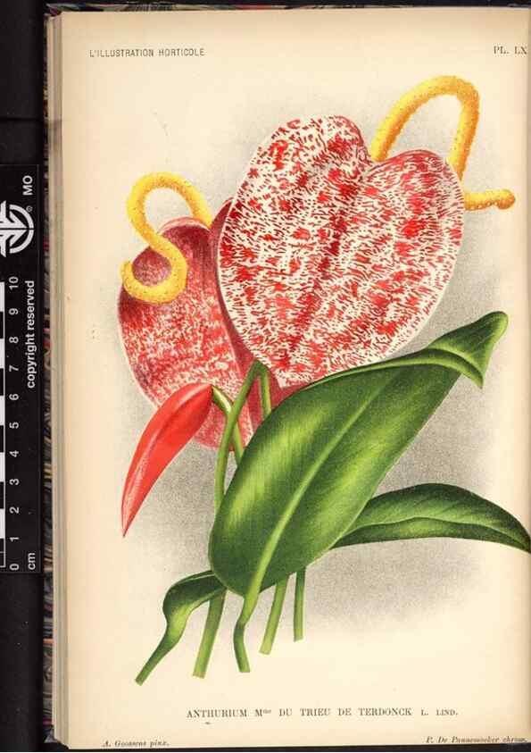 Reproducción/Reproduction 49692565252: L'Illustration horticole :. Gand, Belgium :Imprimerie et lithographie de F. et E. Gyselnyck,1854-1896.. 