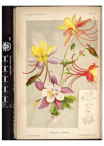 Reproducción/Reproduction 49692263246: L'Illustration horticole :. Gand, Belgium :Imprimerie et lithographie de F. et E. Gyselnyck,1854-1896.. 