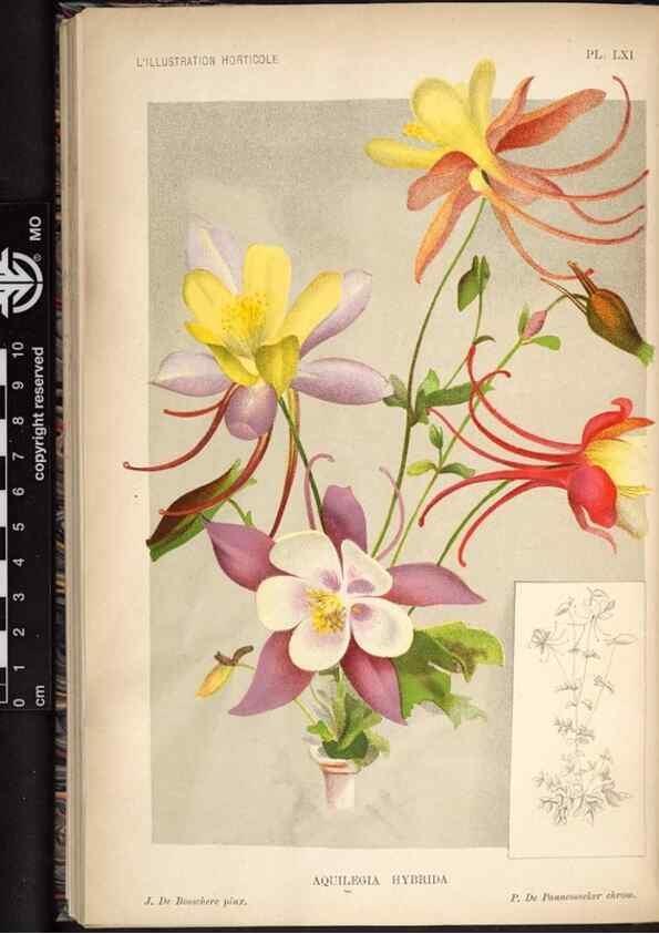 Reproducción/Reproduction 49692263246: L'Illustration horticole :. Gand, Belgium :Imprimerie et lithographie de F. et E. Gyselnyck,1854-1896.. 