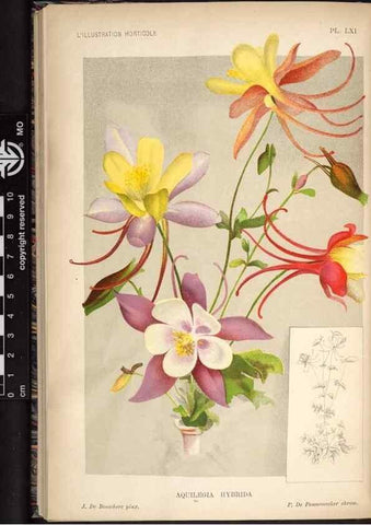 Reproducción/Reproduction 49692263246: L'Illustration horticole :. Gand, Belgium :Imprimerie et lithographie de F. et E. Gyselnyck,1854-1896.. 