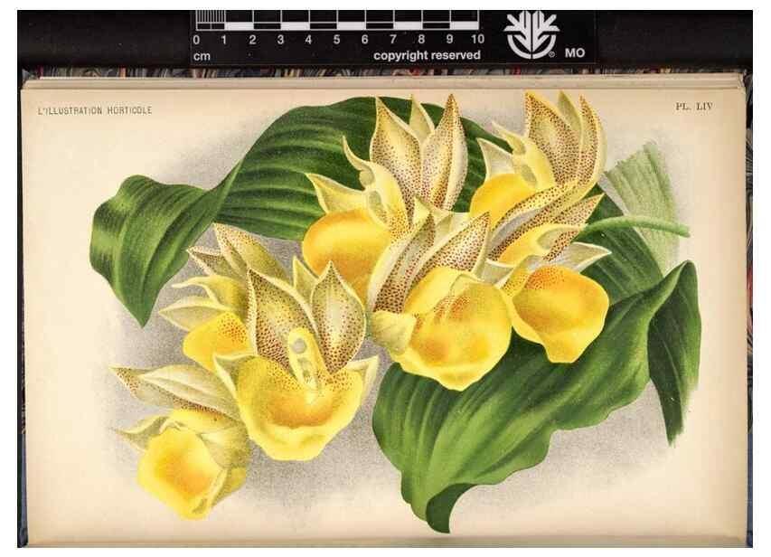 Reproducción/Reproduction 49692262246: L'Illustration horticole :. Gand, Belgium :Imprimerie et lithographie de F. et E. Gyselnyck,1854-1896.. 