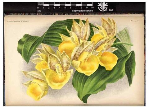 Reproducción/Reproduction 49692262246: L'Illustration horticole :. Gand, Belgium :Imprimerie et lithographie de F. et E. Gyselnyck,1854-1896.. 