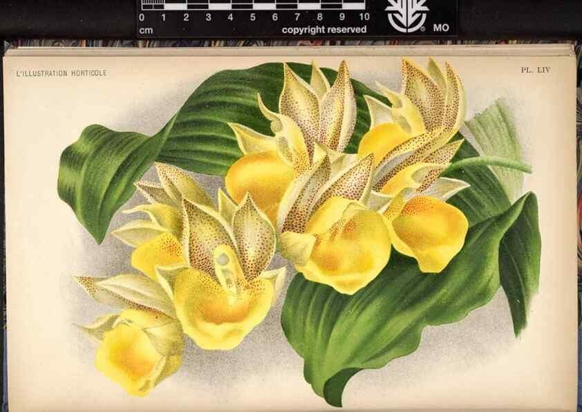 Reproducción/Reproduction 49692262246: L'Illustration horticole :. Gand, Belgium :Imprimerie et lithographie de F. et E. Gyselnyck,1854-1896.. 