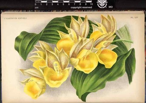 Reproducción/Reproduction 49692262246: L'Illustration horticole :. Gand, Belgium :Imprimerie et lithographie de F. et E. Gyselnyck,1854-1896.. 
