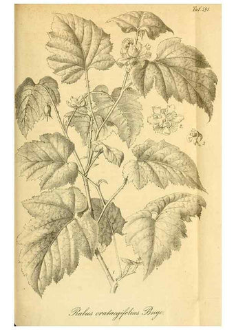 Reproducción/Reproduction 49697971573: Gartenflora.. Erlangen :F. Enke,1852-1940.. 