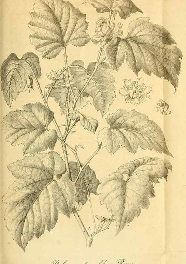 Reproducción/Reproduction 49697971573: Gartenflora.. Erlangen :F. Enke,1852-1940.. 