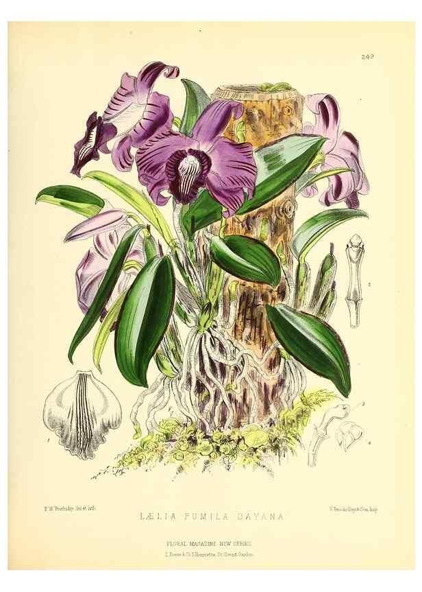 Reproducción/Reproduction 49693637518: The floral magazine;. London,L. Reeve & Co.. 