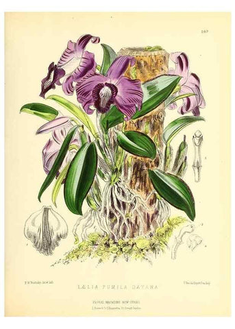 Reproducción/Reproduction 49693637518: The floral magazine;. London,L. Reeve & Co.. 