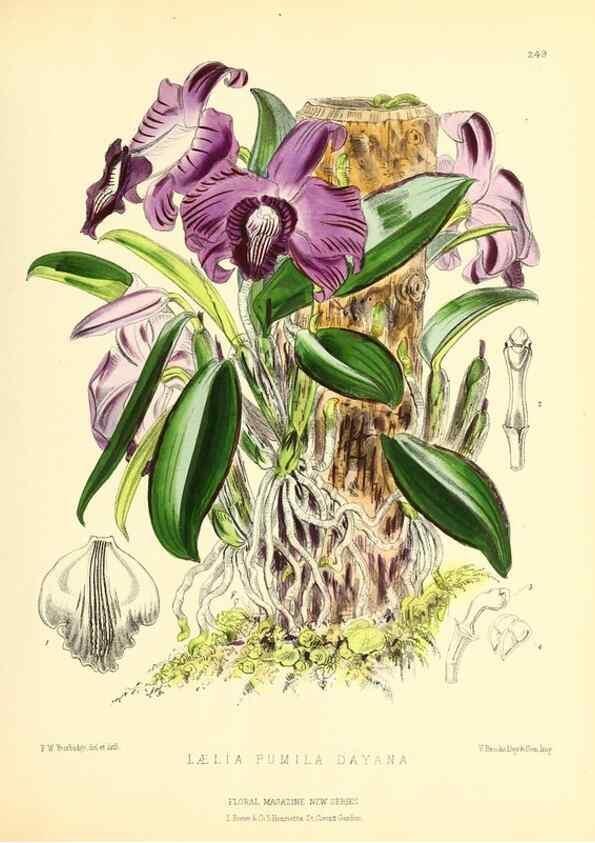 Reproducción/Reproduction 49693637518: The floral magazine;. London,L. Reeve & Co.. 