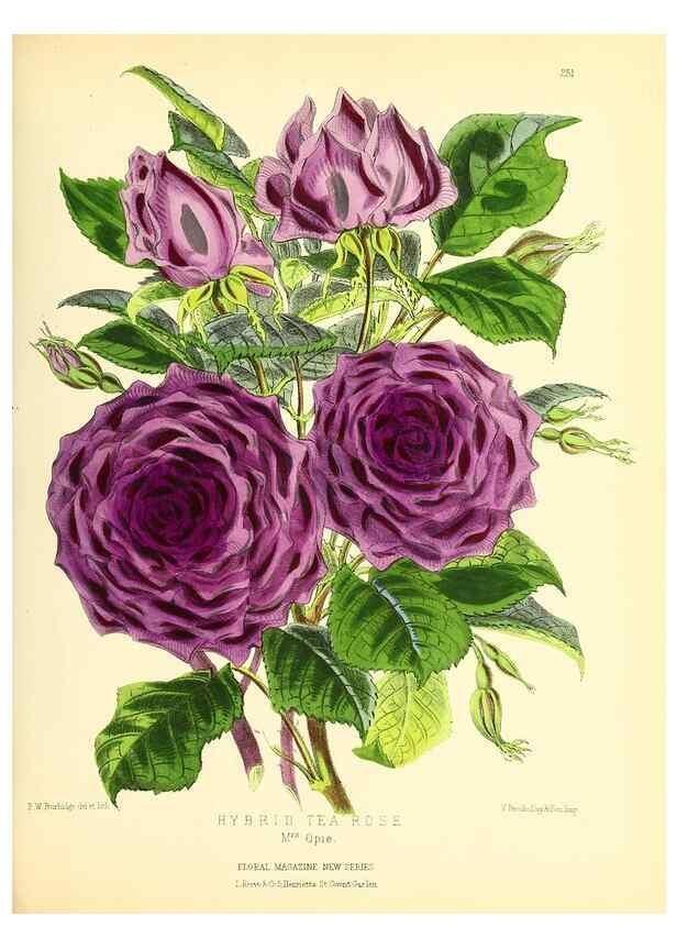Reproducción/Reproduction 49694181311: The floral magazine;. London,L. Reeve & Co.. 