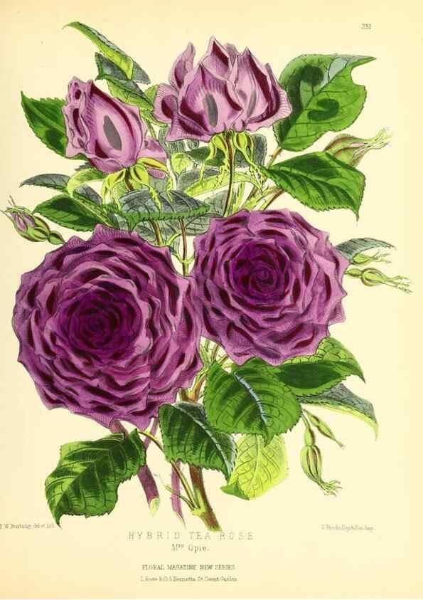 Reproducción/Reproduction 49694181311: The floral magazine;. London,L. Reeve & Co.. 