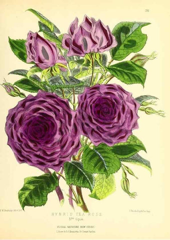Reproducción/Reproduction 49694181311: The floral magazine;. London,L. Reeve & Co.. 